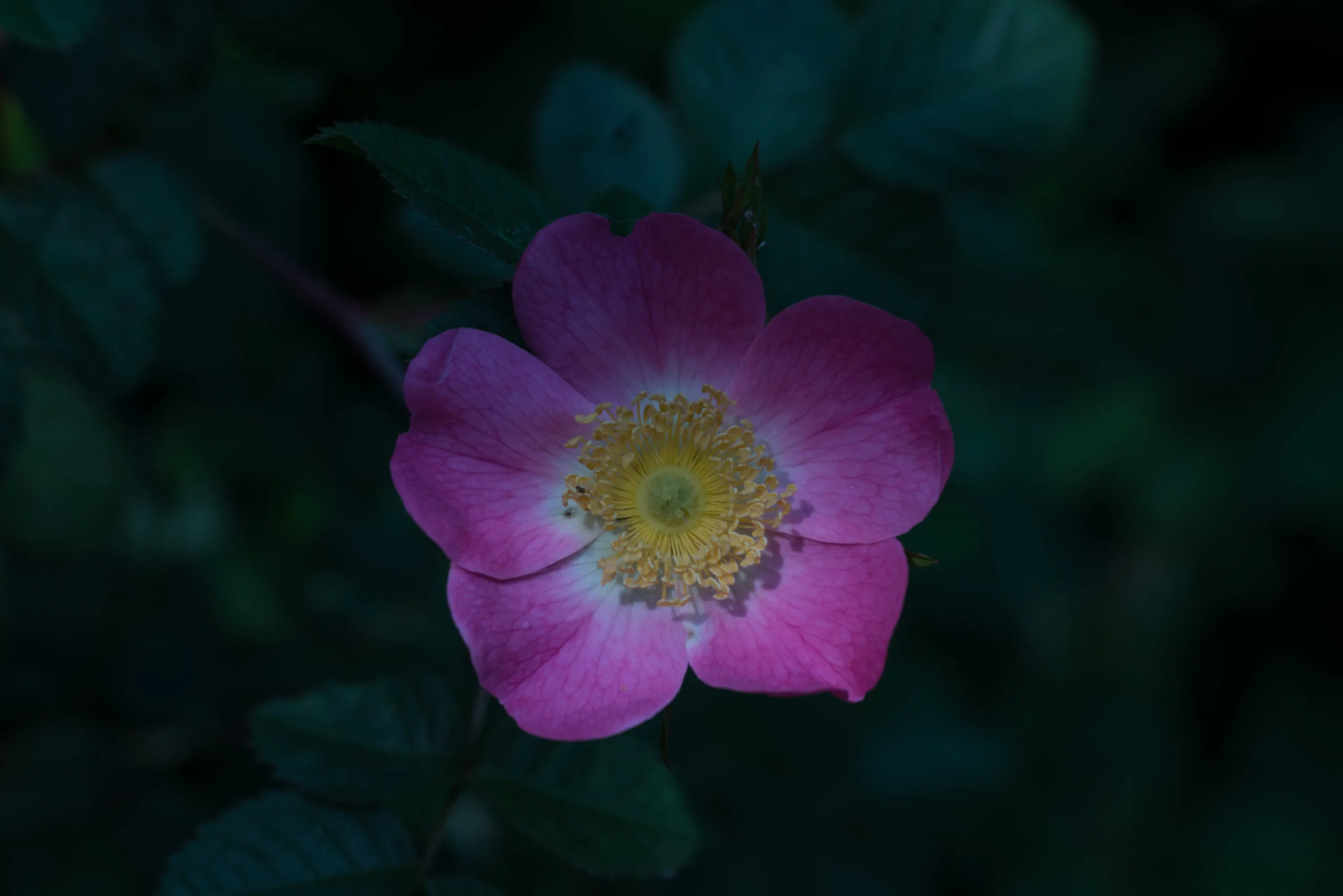 Hof Rosa Canina